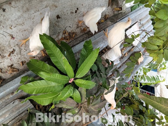 লেয়ার হাইব্রিড মুরগি